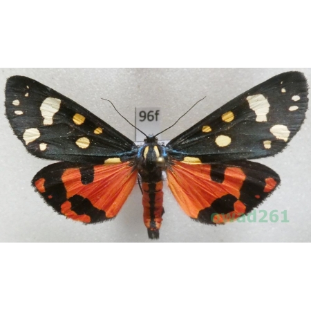 Callimorpha dominula (Linnaeus, 1758) Poland96f